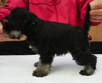 puppy - stene
