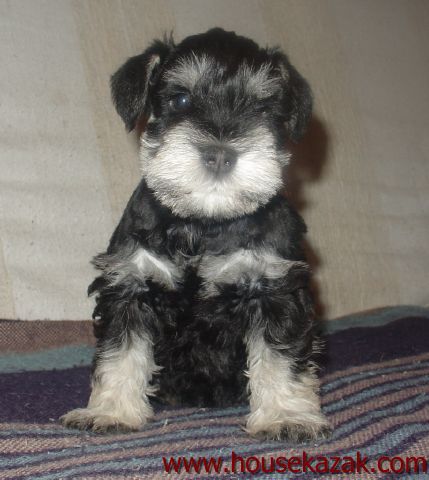 puppy - stene