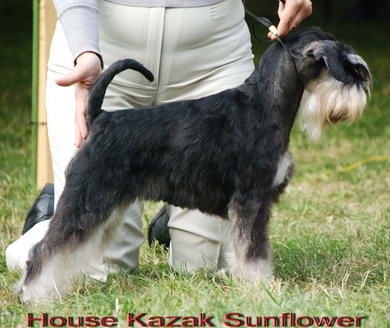 House Kazak