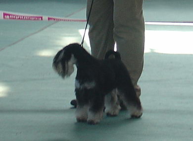 Cacib Zagreb Express Man Rezalark
