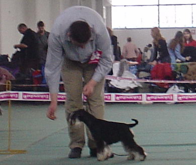 Cacib Zagreb House Kazak Sunflower