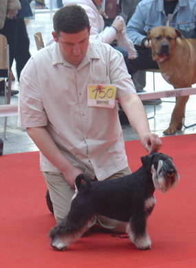 Cacib Belgrade Express Man Rezlark