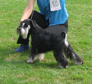 Express Man Rezlark Cacib Cacak