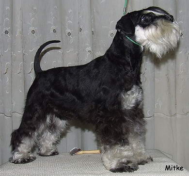 miniature schnauzer