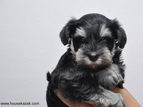 miniature schnauzer patuljasti snaucer