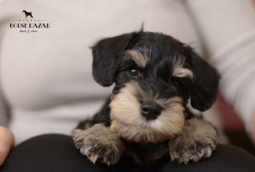 miniature schnauzer patuljasti snaucer