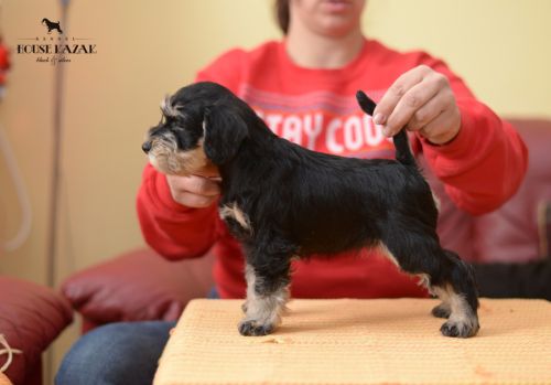 miniature schnauzer patuljasti snaucer