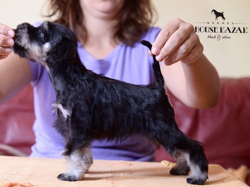 miniature schnauzer patuljasti snaucer