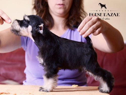 miniature schnauzer patuljasti snaucer