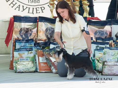 House Kazak Eve ( House Kazak Octane & Silver Rainbow Calipso) - junior class- V1, JCAC, JBOB, JBIS