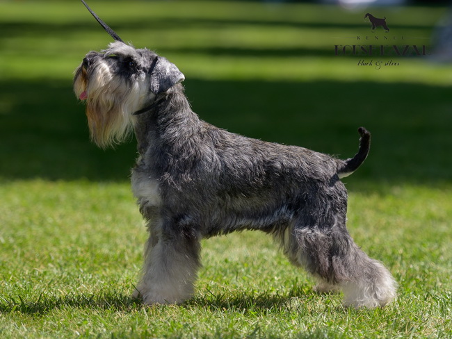 Andromeda Sovello "Akira" (Repitition`s AVENGER & CARLA Sovello)- junior class- V1, JCAC, BOB