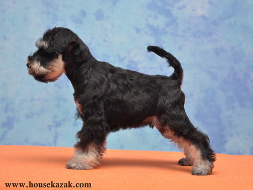 miniature schnauzer patuljasti snaucer