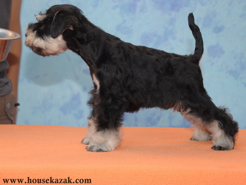 miniature schnauzer patuljasti snaucer