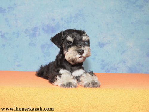 miniature schnauzer patuljasti snaucer
