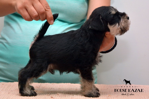 miniature schnauzer patuljasti snaucer