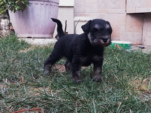 miniature schnauzer patuljasti snaucer