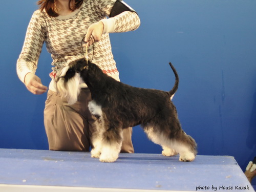 House Kazak miniature schnauzer patuljasti snaucer