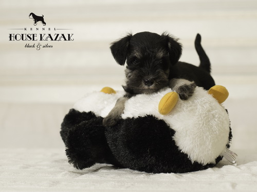 miniature schnauzer patuljasti snaucer