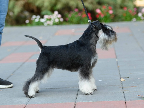 Monica's best sale miniature schnauzers