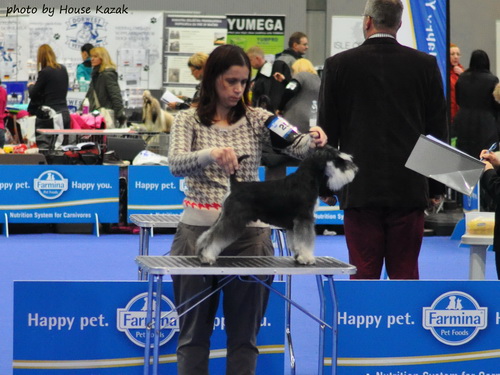 House Kazak miniature schnauzer patuljasti snaucer