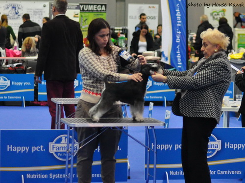 House Kazak miniature schnauzer patuljasti snaucer