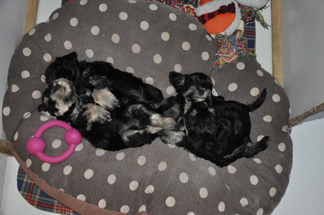 miniature schnauzer patuljasti snaucer