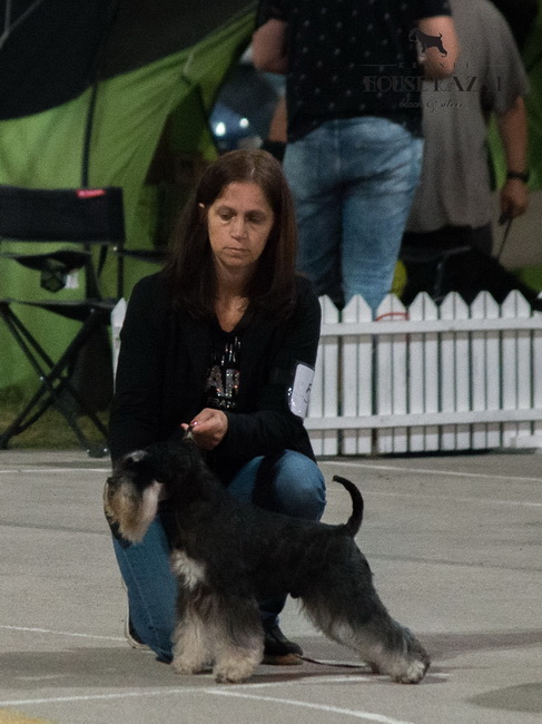 House Kazak Oyama ( Repitition's Shogun & House Kazak Ina ) - intermedia class - V1, CAC, CACIB, BOB, BOG