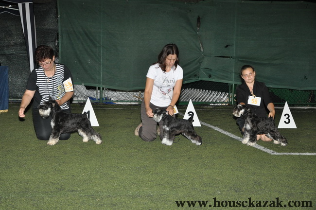 House Kazak miniature schnauzer patuljasti snaucer