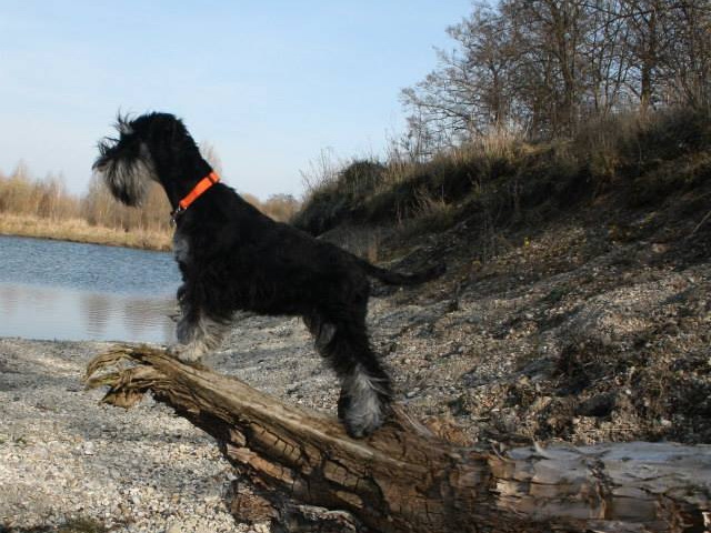 miniature schnauzer patuljasti snaucer
