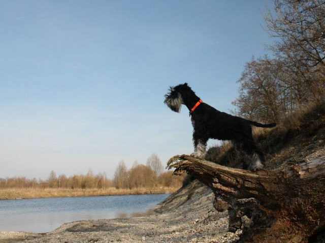 miniature schnauzer patuljasti snaucer