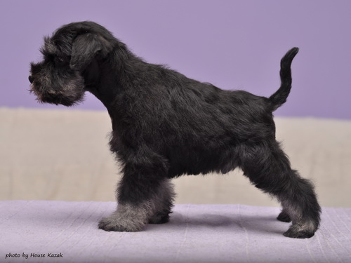 miniature schnauzer patuljasti snaucer