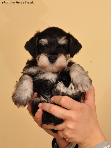 miniature schnauzer patuljasti snaucer
