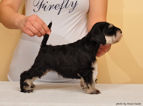 miniature schnauzer patuljasti snaucer