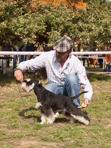 House Kazak miniature schnauzer patuljasti snauce