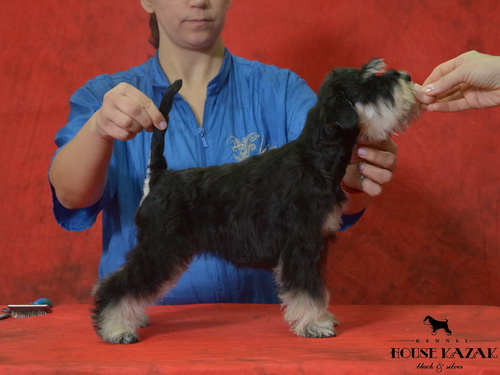 miniature schnauzer patuljasti snaucer