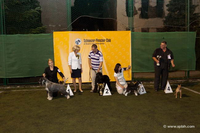 House Kazak miniature schnauzer patuljasti snaucer