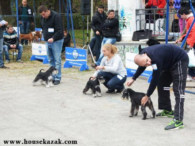 patuljasti &scaron;naucer