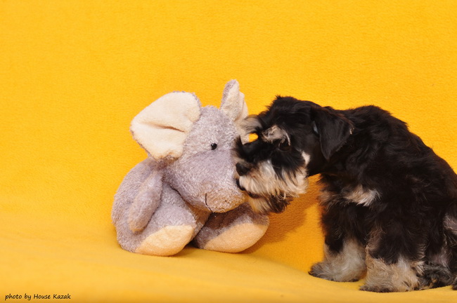 miniature schnauzer patuljasti snaucer