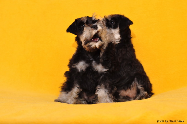 miniature schnauzer patuljasti snaucer