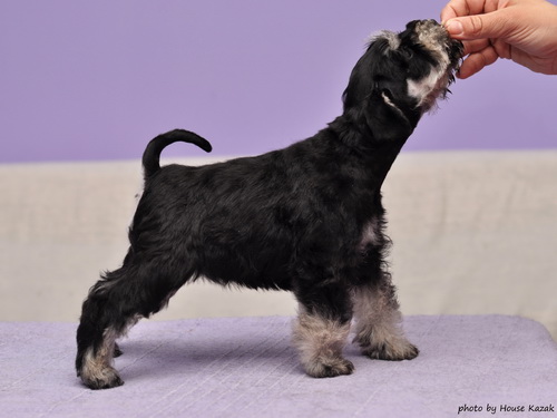 miniature schnauzer patuljasti snaucer